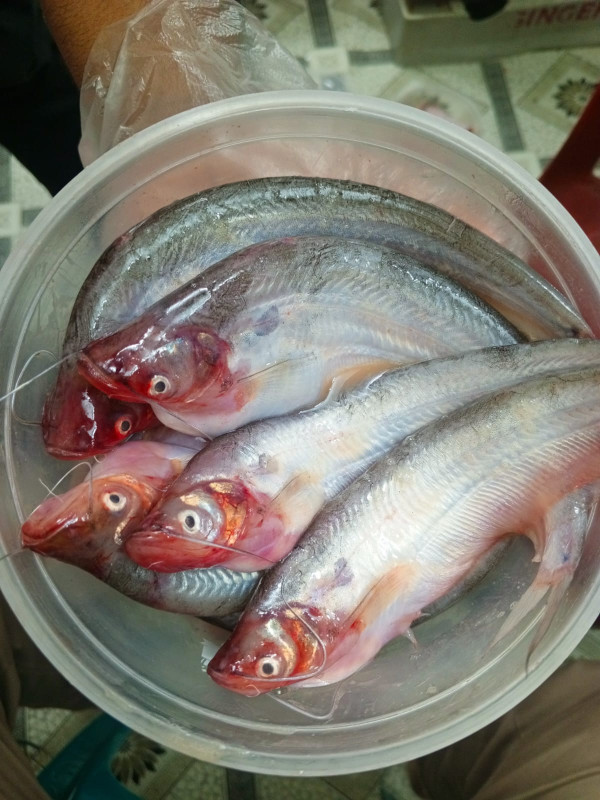 নদীল পাবদা